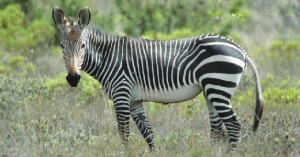 Equus zebra (Mountain zebra - Zèbre de montagne)
