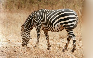 Equus zebra (Mountain zebra - Zèbre de montagne)