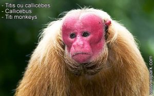 Titis ou callicèbes - Callicebus - Titi monkeys - xopark