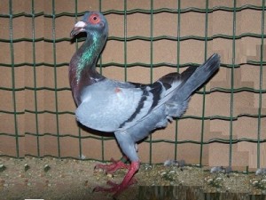 Bagadais français - Pigeons à caroncules