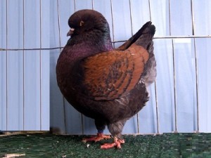 Pigeon de Modène