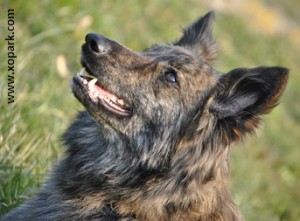 Hollandse Herdershond , Berger hollandais ou Chien Berger hollandais - Dutch Shepherd Dog