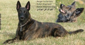 Berger hollandais ou Chien Berger hollandais - Dutch Shepherd Dog