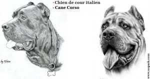 Chien de cour italien, Cane Corso, Cane Corso Italiano, Italian Corso, Italian Corso Dog, Italian Mastiff, Vieux Mastif