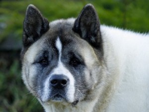 Akita américain - Akita dog - American Akita - Grand chien japonais