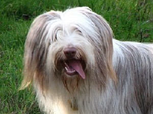 Colley barbu (Bearded Collie)