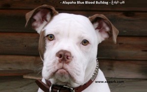 Otto, Alapaha Blue Blood Bulldog
