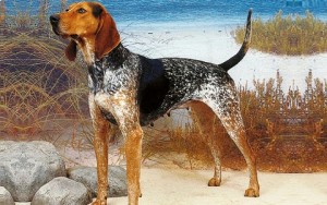 American English, Redtick Coonhound, English Coonhound, American English Coonhound English Coonhound, Redtick Coonhound