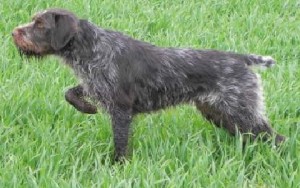Barbu tcheque, Ceský Fousek, Bohemian Wire-haired Pointin, Griffon, Rough-coated Bohemian , Pointer