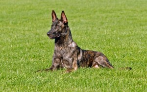 Hollandse Herdershond , Berger hollandais ou Chien Berger hollandais - Dutch Shepherd Dog