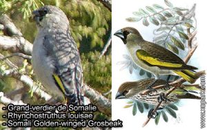 Grand-verdier de Somalie - Rhynchostruthus louisae - Somali Golden-winged Grosbeak
