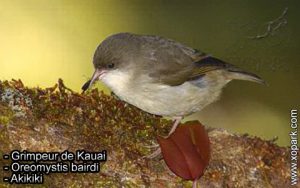 Grimpeur de Kauai - Oreomystis bairdi - Akikiki