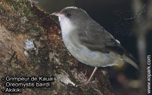 Grimpeur de Kauai - Oreomystis bairdi - Akikiki