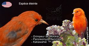 Grimpeur de Molokai - Paroreomyza flammea - Kakawahie