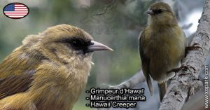 Grimpeur d’Hawaï - Manucerthia mana - Hawaii Creeper