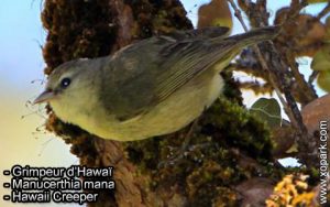 Grimpeur d’Hawaï - Manucerthia mana - Hawaii Creeper