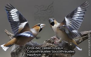 Gros-bec casse-noyaux (Coccothraustes coccothraustes - Hawfinch) est une espèce des oiseaux de la famille des Fringillidés (Fringillidae)