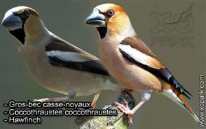 Gros-bec casse-noyaux (Coccothraustes coccothraustes - Hawfinch) est une espèce des oiseaux de la famille des Fringillidés (Fringillidae)