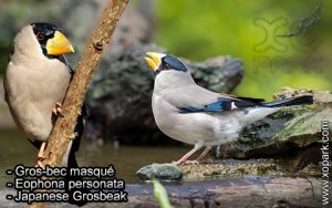 Gros-bec masqué (Eophona personata - Japanese Grosbeak) est une espèce des oiseaux de la famille des Fringillidés (Fringillidae)