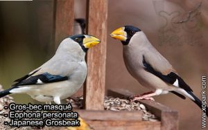 Gros-bec masqué (Eophona personata - Japanese Grosbeak) est une espèce des oiseaux de la famille des Fringillidés (Fringillidae)