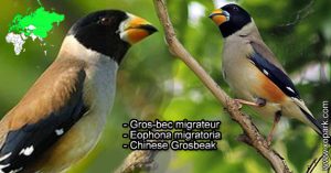 Gros-bec migrateur (Eophona migratoria - Chinese Grosbeak) est une espèce des oiseaux de la famille des Fringillidés (Fringillidae), ces caractéristiques