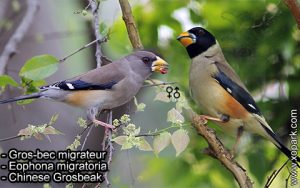 Gros-bec migrateur (Eophona migratoria - Chinese Grosbeak) est une espèce des oiseaux de la famille des Fringillidés (Fringillidae), ces caractéristiques