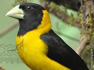 Gros-bec noir et jaune (Mycerobas icterioides - Black-and-yellow Grosbeak) est une espèce des oiseaux de la famille des Fringillidés (Fringillidae)