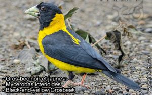 Gros-bec noir et jaune (Mycerobas icterioides - Black-and-yellow Grosbeak) est une espèce des oiseaux de la famille des Fringillidés (Fringillidae)