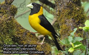 Gros-bec noir et jaune (Mycerobas icterioides - Black-and-yellow Grosbeak) est une espèce des oiseaux de la famille des Fringillidés (Fringillidae)