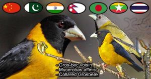 Gros-bec voisin (Mycerobas affinis - Collared Grosbeak) est une espèce des oiseaux de la famille des Fringillidés (Fringillidae)