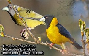Gros-bec voisin (Mycerobas affinis - Collared Grosbeak) est une espèce des oiseaux de la famille des Fringillidés (Fringillidae)