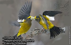 Grosbec errant (Hesperiphona vespertina - Evening Grosbeak) est une espèce des oiseaux de la famille des Fringillidés (Fringillidae),