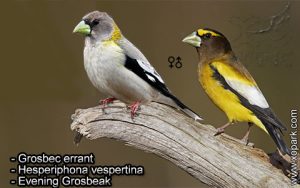 Grosbec errant (Hesperiphona vespertina - Evening Grosbeak) est une espèce des oiseaux de la famille des Fringillidés (Fringillidae),