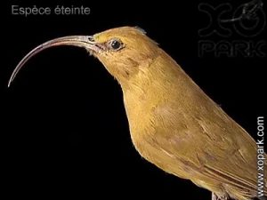 Hémignathe akialoa (Akialoa obscura - Lesser Akialoa) est une espèce des oiseaux de la famille des Fringillidés (Fringillidae)