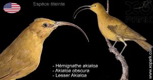 Hémignathe akialoa - Akialoa obscura - Lesser Akialoa