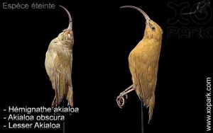 Hémignathe akialoa (Akialoa obscura - Lesser Akialoa) est une espèce des oiseaux de la famille des Fringillidés (Fringillidae)