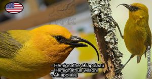 Hémignathe akiapolaau (Hemignathus wilsoni - Akiapolaau) est une espèce des oiseaux de la famille des Fringillidés (Fringillidae)