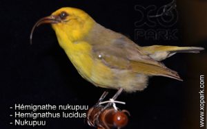 Hémignathe nukupuu (Hemignathus lucidus - Nukupuu) est une espèce des oiseaux de la famille des Fringillidés (Fringillidae)