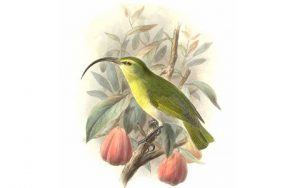 Hémignathe à long bec (Akialoa ellisiana - Greater Akialoa) est une espèce des oiseaux de la famille des Fringillidés (Fringillidae)