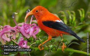 Iiwi rouge (Vestiaria coccinea - Iiwi) est une espèce des oiseaux de la famille des Fringillidés (Fringillidae)