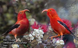 Iiwi rouge (Vestiaria coccinea - Iiwi) est une espèce des oiseaux de la famille des Fringillidés (Fringillidae)