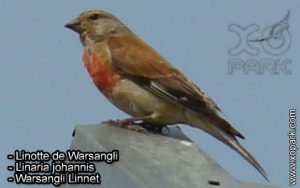 Linotte de Warsangli (Linaria johannis - Warsangli Linnet) est une espèce des oiseaux de la famille des Fringillidés (Fringillidae)
