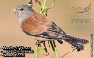 Linotte du Yémen (Linaria yemenensis - Yemen Linnet) est une espèce des oiseaux de la famille des Fringillidés (Fringillidae)