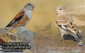 Linotte du Yémen (Linaria yemenensis - Yemen Linnet) est une espèce des oiseaux de la famille des Fringillidés (Fringillidae)