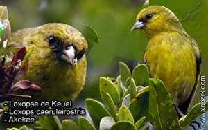 Loxopse de Kauai - Loxops caeruleirostris - Akekee - Fringillidés