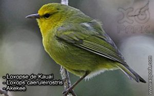 Loxopse de Kauai - Loxops caeruleirostris - Akekee - Fringillidés