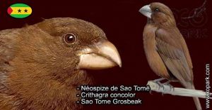 Néospize de Sao Tomé (Crithagra concolor - Sao Tome Grosbeak) est une espèce des oiseaux de la famille des Fringillidés (Fringillidae)