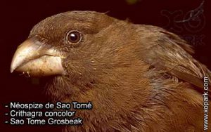 Néospize de Sao Tomé (Crithagra concolor - Sao Tome Grosbeak) est une espèce des oiseaux de la famille des Fringillidés (Fringillidae)