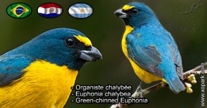 Organiste chalybée (Euphonia chalybea - Green-chinned Euphonia) est une espèce des oiseaux de la famille des Fringillidés (Fringillidae)