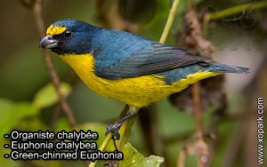 Organiste chalybée (Euphonia chalybea - Green-chinned Euphonia) est une espèce des oiseaux de la famille des Fringillidés (Fringillidae)